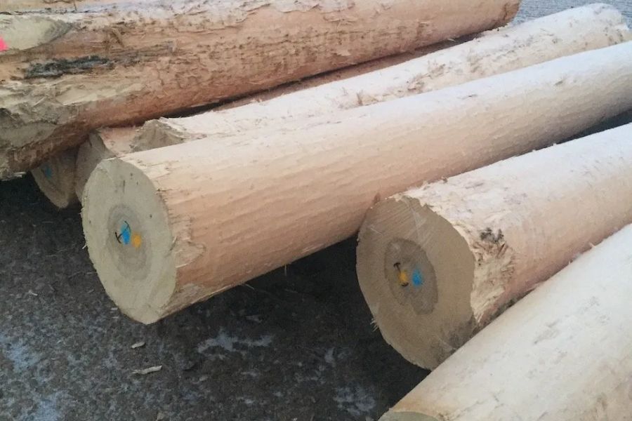 Trung Quốc là quốc gia sản xuất và cung cấp gỗ ash hàng đầu trên thế giới