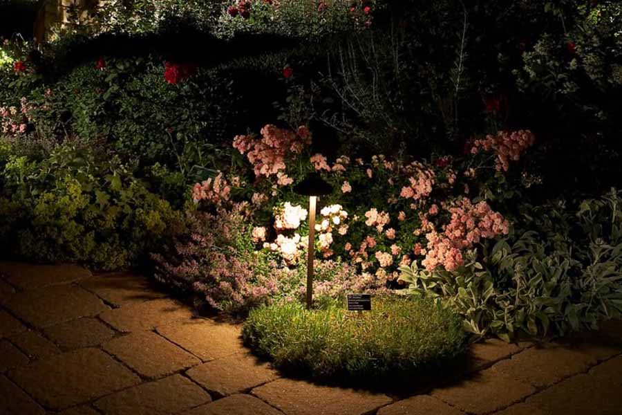 Chỉ một ngọn đèn đã giúp khóm hoa khoe sắc rực rỡ về đêm