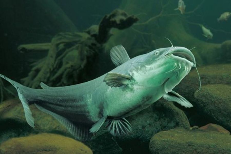 Cá trê là loài cá nước ngọt sống ở ao hoặc ruộng bùn