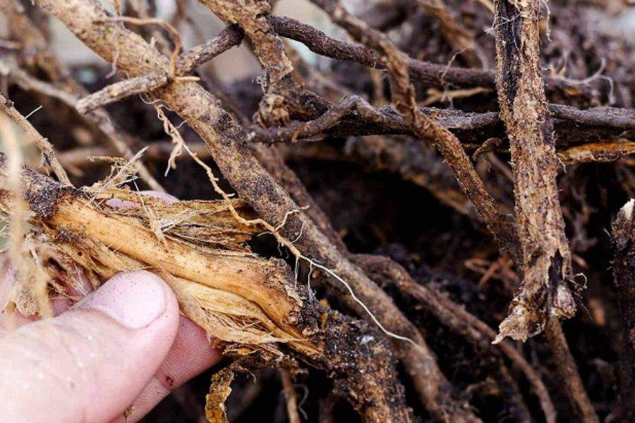 Rễ thiết mộc lan bị nấm làm cây bị vàng lá.