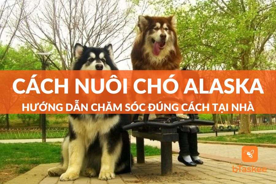 cham_soc_suc_khoe_cho_cho