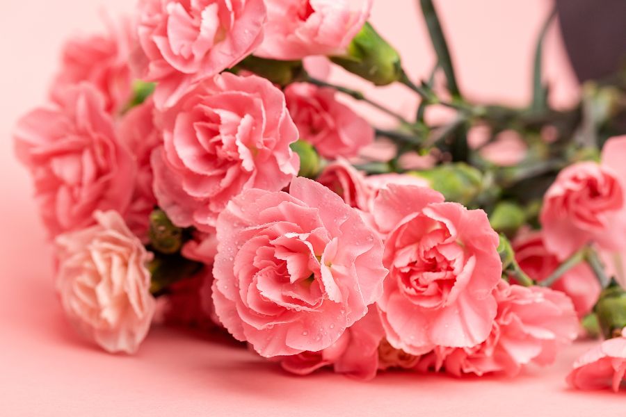Hoa cẩm chướng – loài hoa đại diện cho tình yêu đằm thắm dành tặng mẹ hay bà.