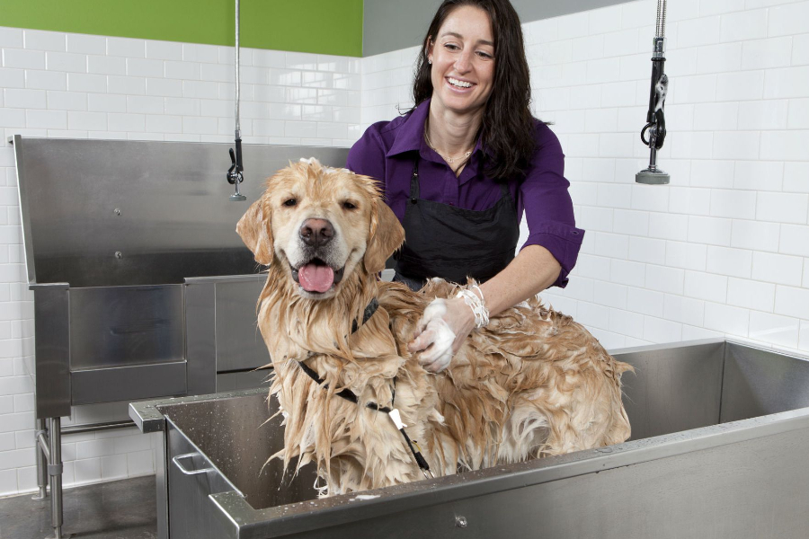 Tắm là cách trị ve chó hiệu quả ngay tại nhà.