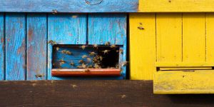 Cách đuổi ong ra khỏi nhà