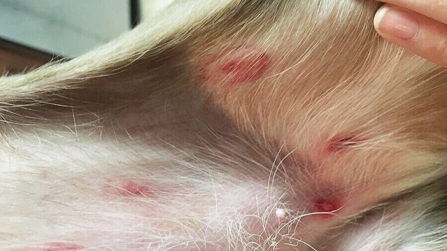 Tác hai của ve chó làm thú cưng bị ghẻ lở, đốm đỏ