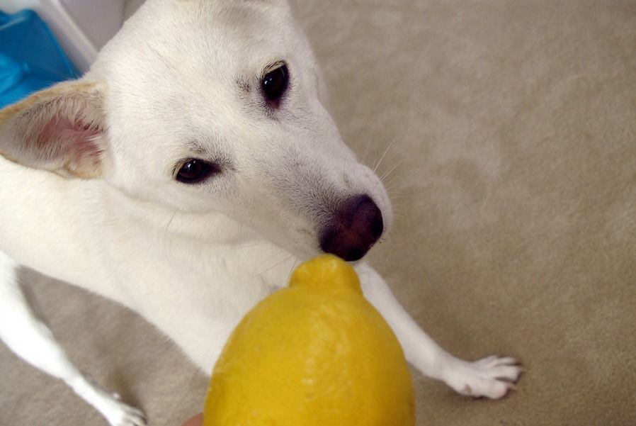 Vỏ cam, chanh là cách trị ve chó hiệu quả tại nhà.