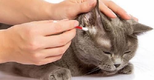 Vệ sinh tai cho chó mèo giúp khử mùi hôi tai và tránh viêm nhiễm