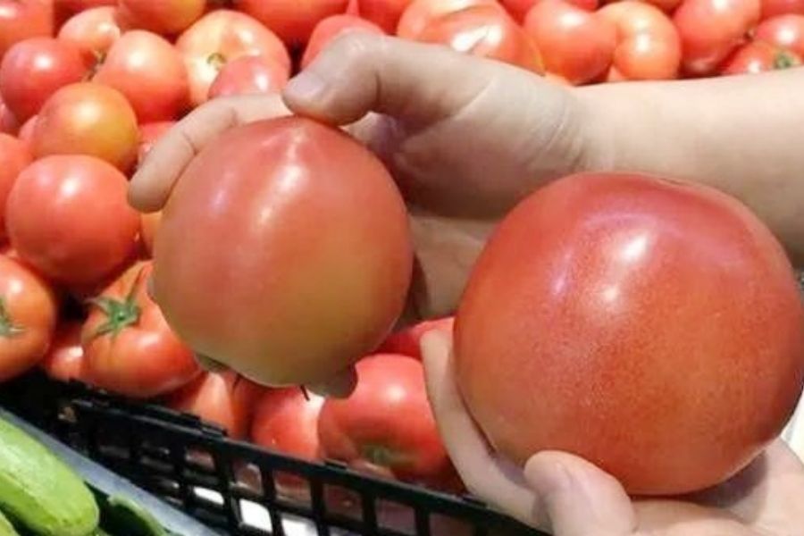 Dùng tay sờ nắn cà chua