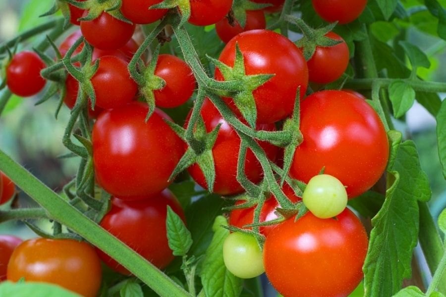 mẹo chọn cà chua ngo dựa vào hinh dáng quả