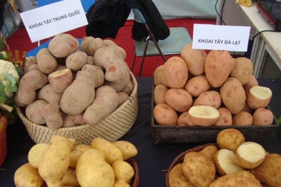 cách chọn khoai tây ngon Trung Quốc và khoai tây Đà Lạt