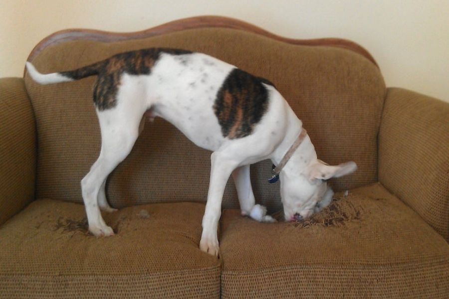 Chó cắn rách lớp vải bọc ghế sofa