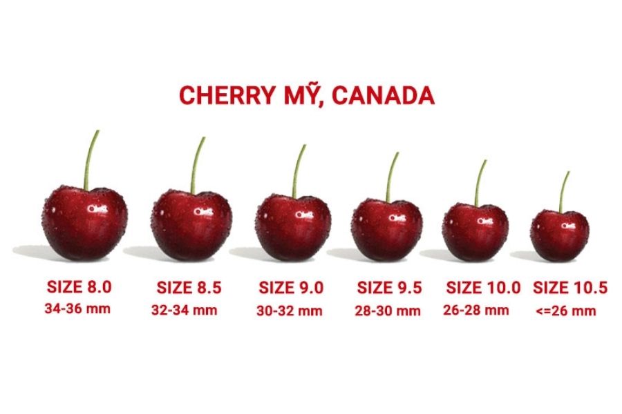 kích thước cherry mỹ canada