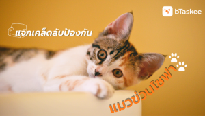 แมวข่วนโซฟา