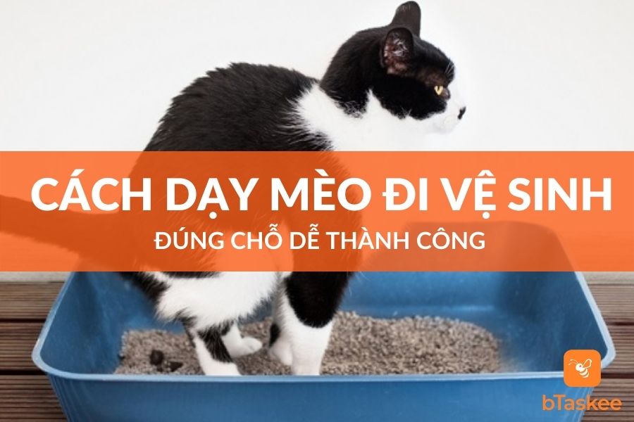 Cách Dạy Mèo Đi Vệ Sinh Đúng Chỗ Dễ Thành Công – bTaskee