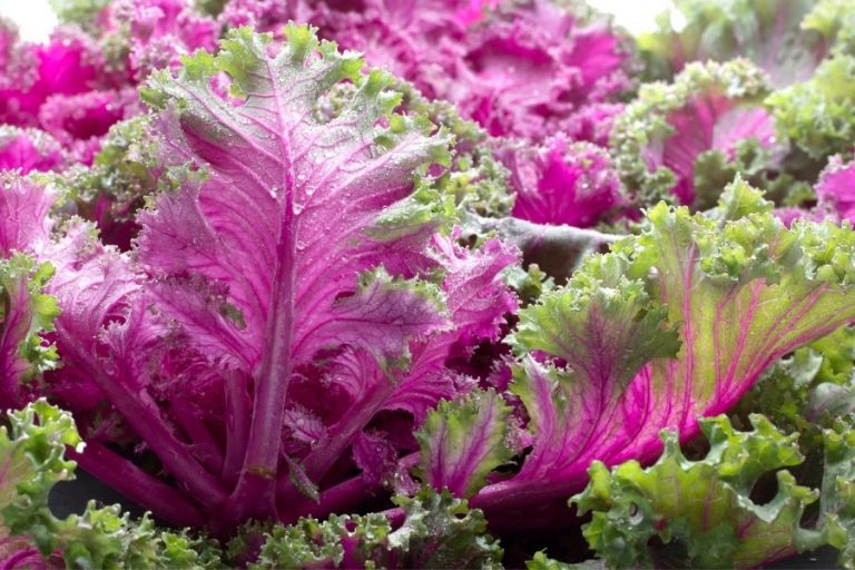 Cải Xoăn Kale Công Dụng Và Những Lưu Ý Khi Dùng bTaskee