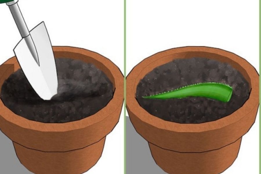 cách trồng cây lô hội trong chậu