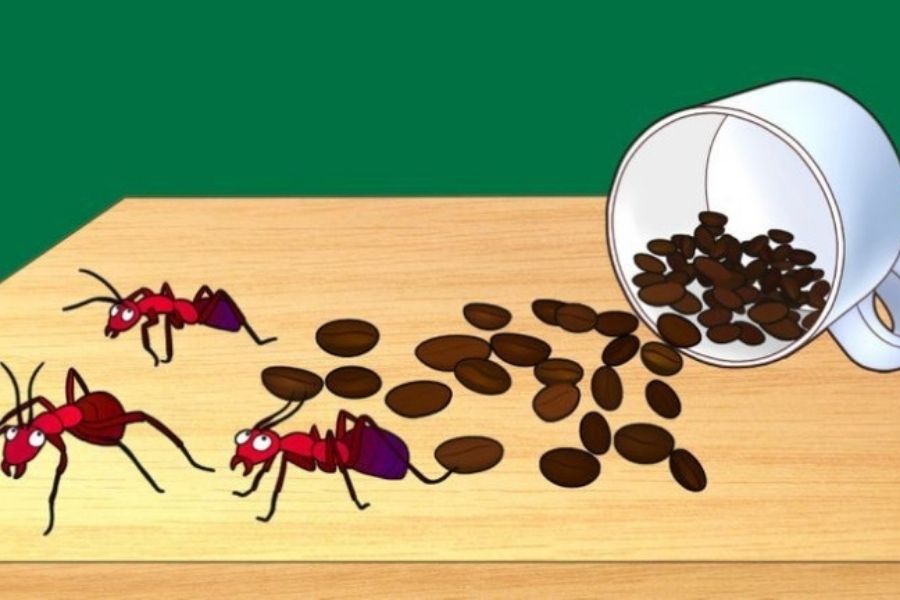 Dùng bã cà phê để xua đuổi côn trùng