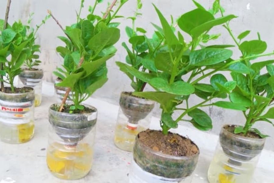 cách trồng rau bằng chai nước khoáng thủy sinh tại nhà