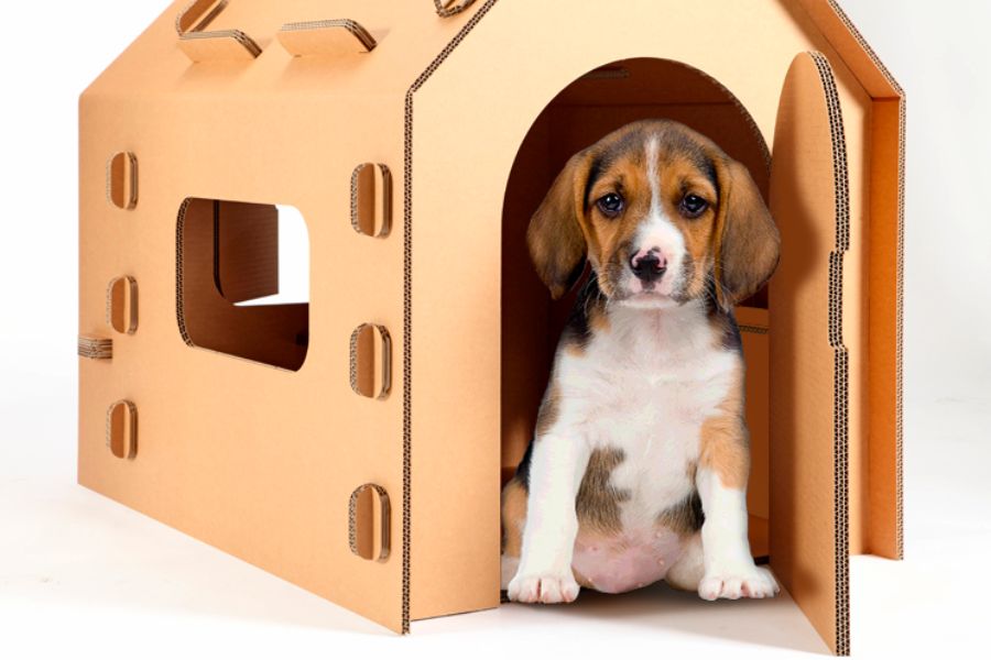 Tái chế thùng carton làm nhà cho thú cưng siêu đáng yêu