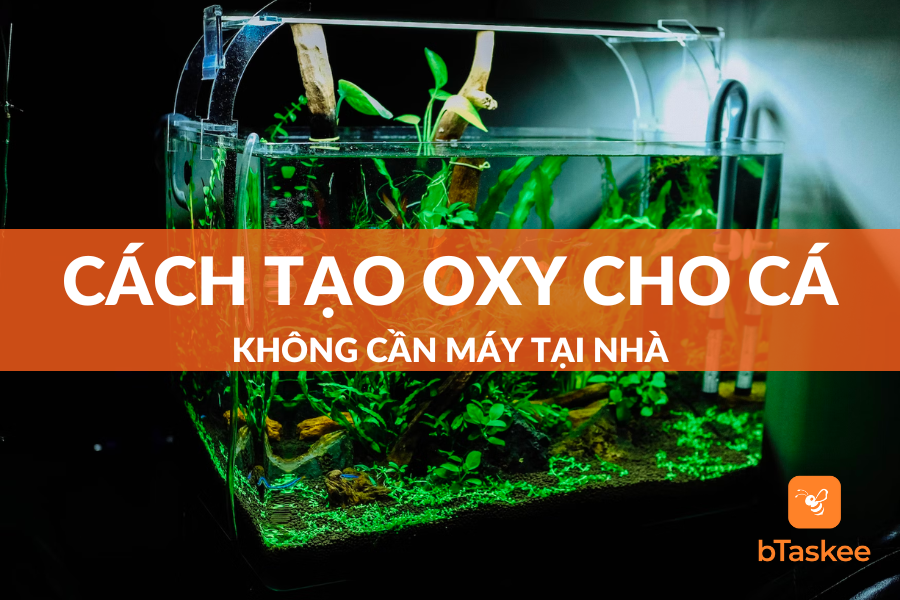 Hướng Dẫn Chi Tiết Cách Tạo Oxy Cho Cá Không Cần Máy