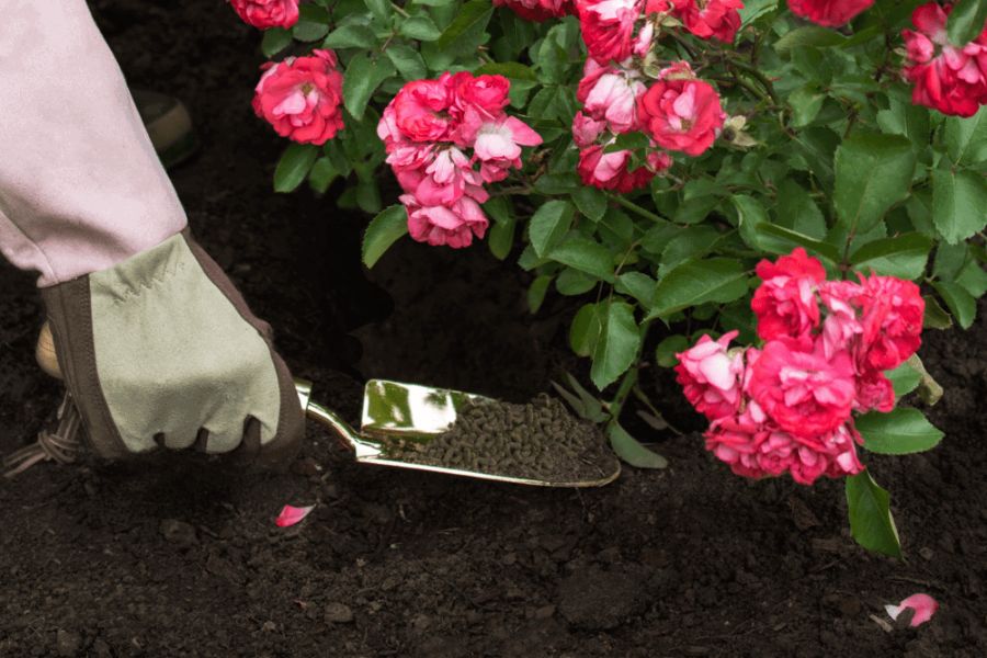 Cách chăm sóc hoa hồng nhanh ra hoa phải biết cách bón phân sao cho đúng cách