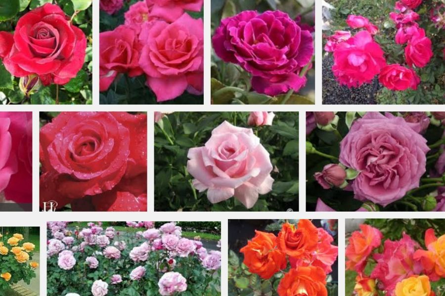 Có nhiều loại hoa hồng từ tiểu cảnh nhỏ đến hoa nở rộ
