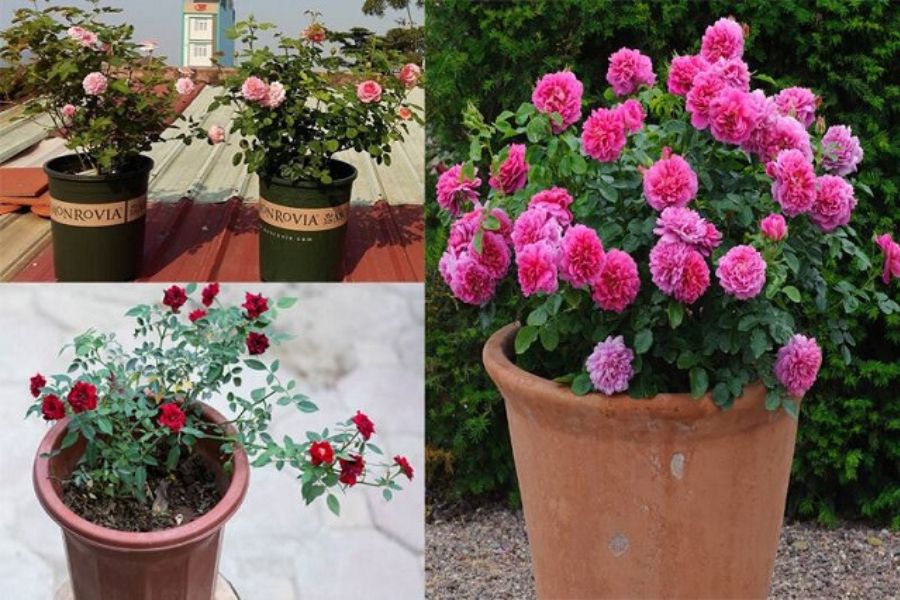 Chọn chậu trồng phù hợp với độ tuổi và kích thước của cây hoa hồng