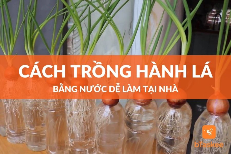 cach-trong-hanh-thuy-canh