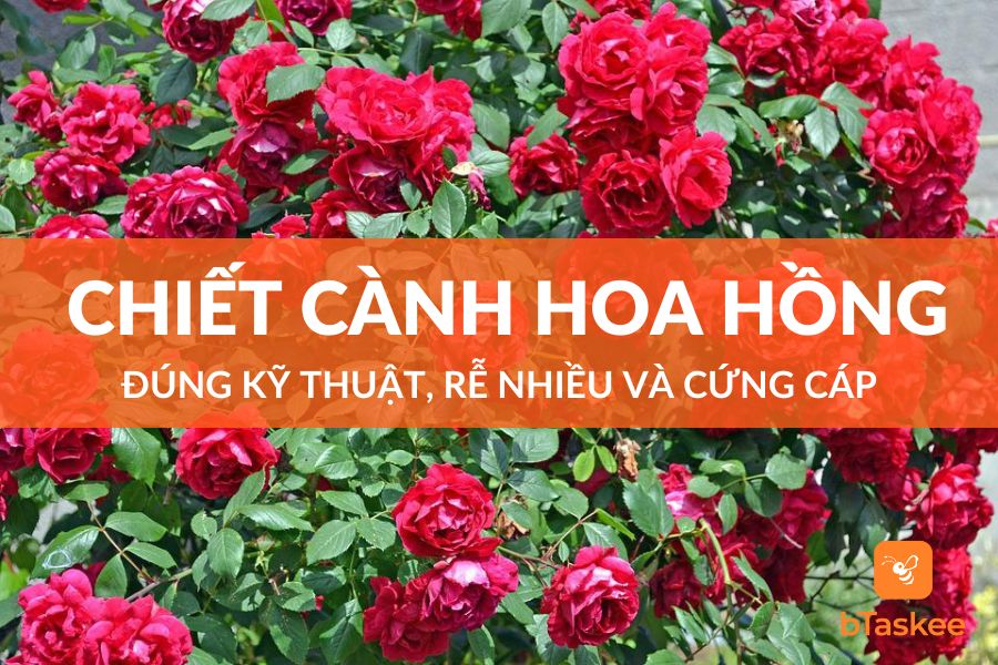 Cách chiết cành hoa hồng