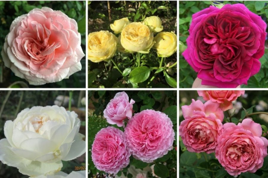 nhiều loại giống hoa hồng đa dạng theo màu sắc