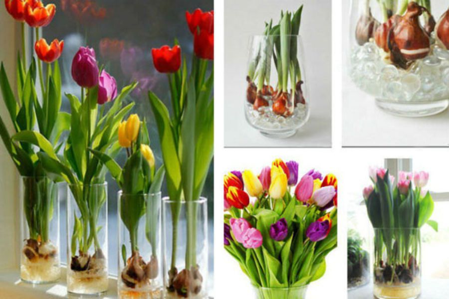 Cây trồng trong nước - Hoa tulip chính là biểu tượng của cuộc sống vĩnh hằng.