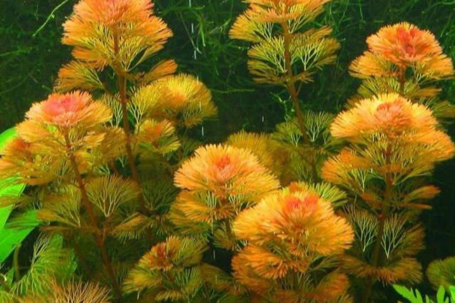 Rong la hán là loại cây được ưa chuộng nhất trong giới chơi thủy sinh.