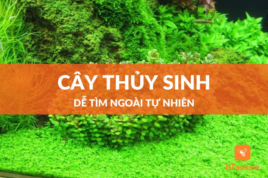 Cây thủy sinh dễ kiếm ngoài tự nhiên