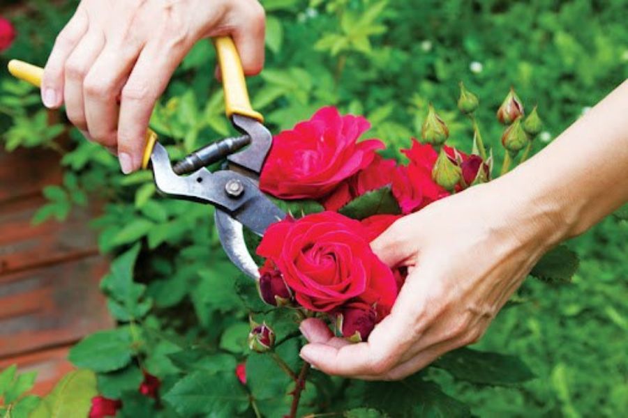 Bạn nên ngắt ngọn hoa hồng khi cây sắp nở hoa