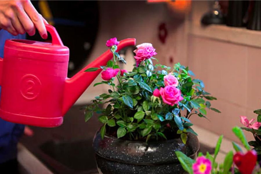 tưới nước đúng cách cũng là cách chăm sóc hoa hồng nhanh ra hoa