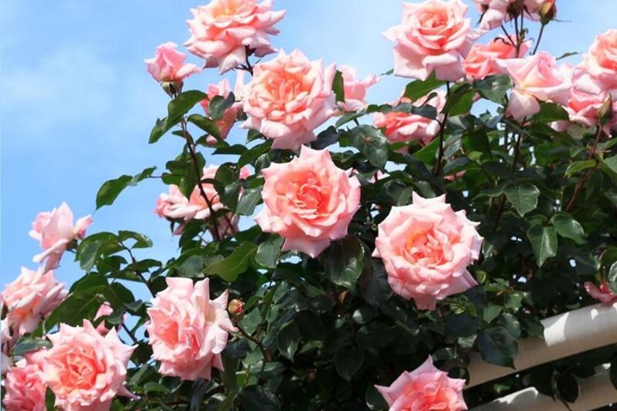 Hoa hồng là loại cây thích hợp sống trong điều kiện thoáng gió