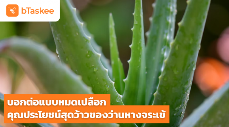 ประโยชน์ของว่านหางจระเข้ สรรพคุณของว่านหางจระเข้ มาส์กพอกหน้าว่านหางจระเข้ ว่านหางจระเข้