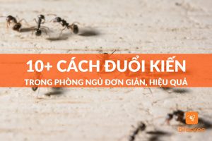 cách đuổi kiến trong phòng ngủ