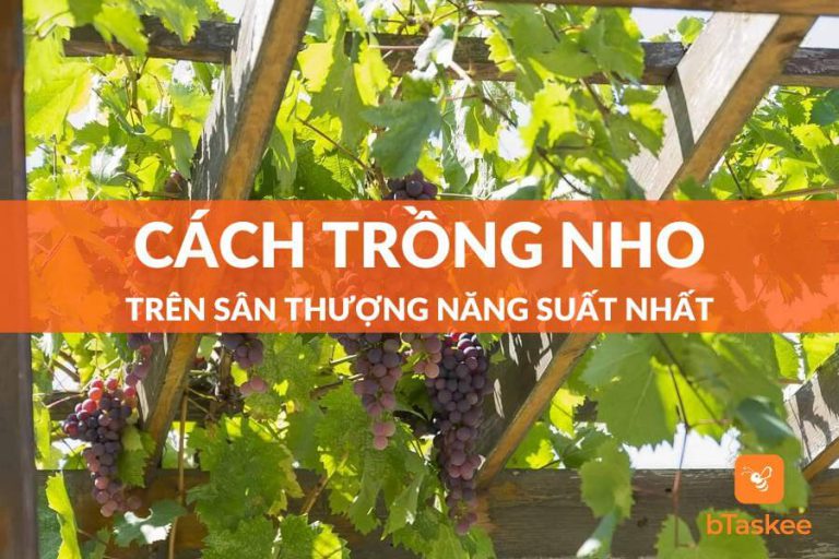 Bật Mí Cách Trồng Nho Trên Sân Thượng Năng Suất Nhất – bTaskee