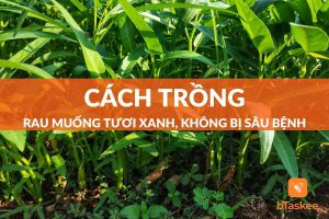 cách trồng rau muống tại nhà