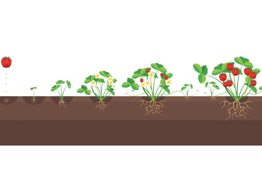 Cách trồng dâu tây bằng hạt giúp cây sinh trưởng mạnh mẽ hơn