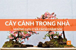 Cây cảnh trong nhà