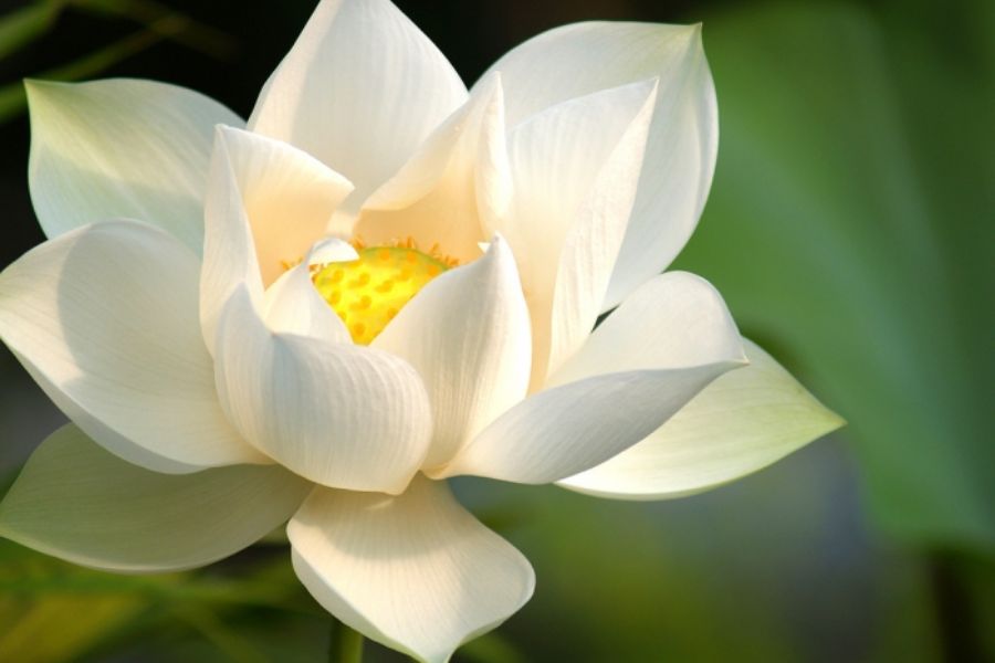 Hoa sen trắng tượng trưng cho sự tinh khiết, thuần khiết, thanh cao