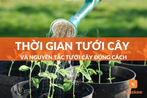 Nên tưới cây vào lúc nào