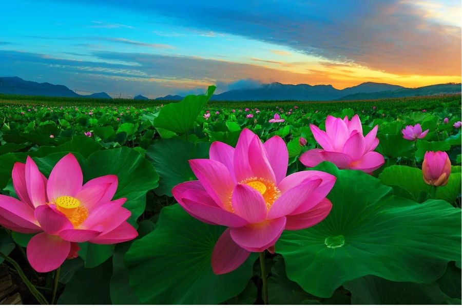 Hoa sen - quốc hoa của Việt Nam