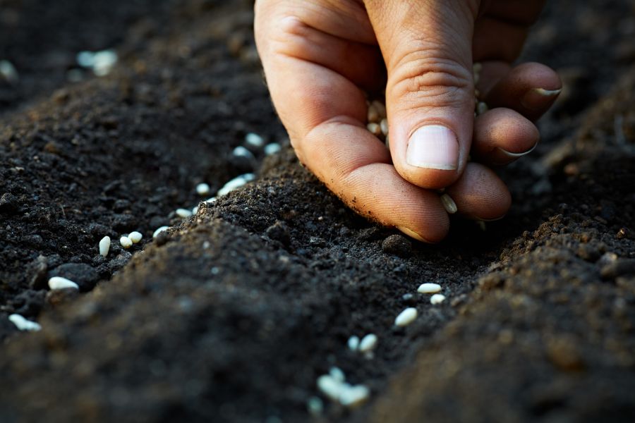 Gieo hạt giống xuống đất theo từng hàng lối