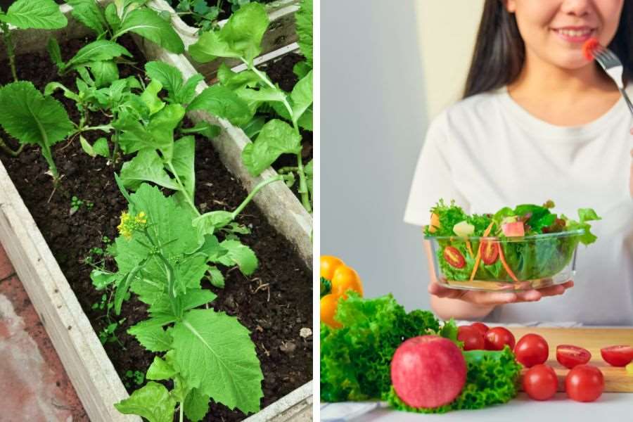 Tự trồng rau trong thùng xốp tại nhà cung cấp nguồn thực phẩm sạch cho gia đình bạn
