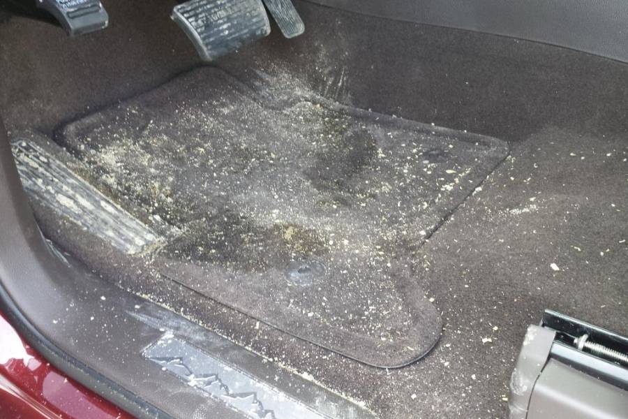 thảm sàn ô tô bị nấm mốc vì không sử dụng cách vệ sinh thảm sàn ô tô thường xuyên