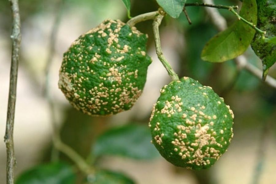 Phát hiện và xử lý bệnh đối với cây ăn quả