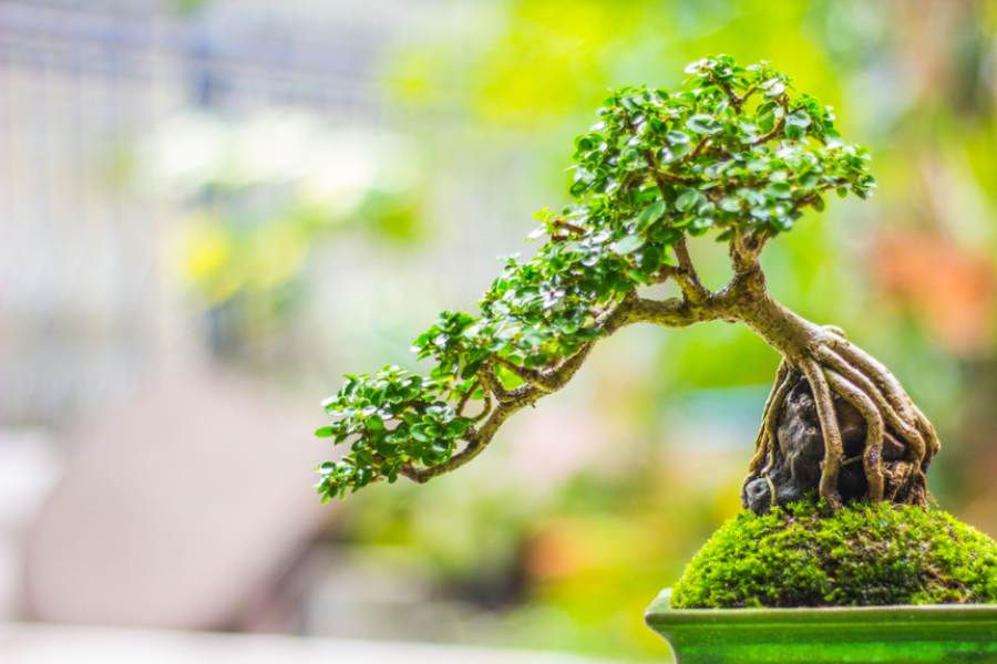 Cây cảnh bonsai rất được ưa chuộng để trang trí căn phòng thiền thêm xanh